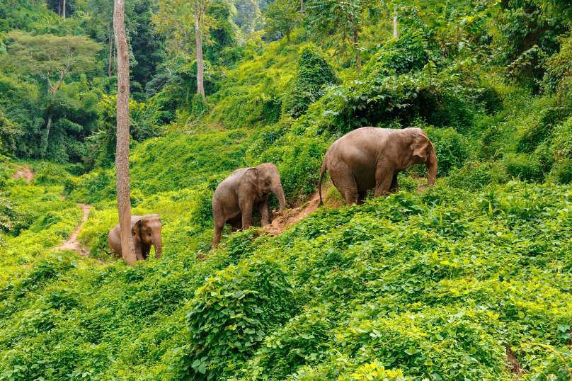 Chiang Mai Elephant Jungle Sanctuary
