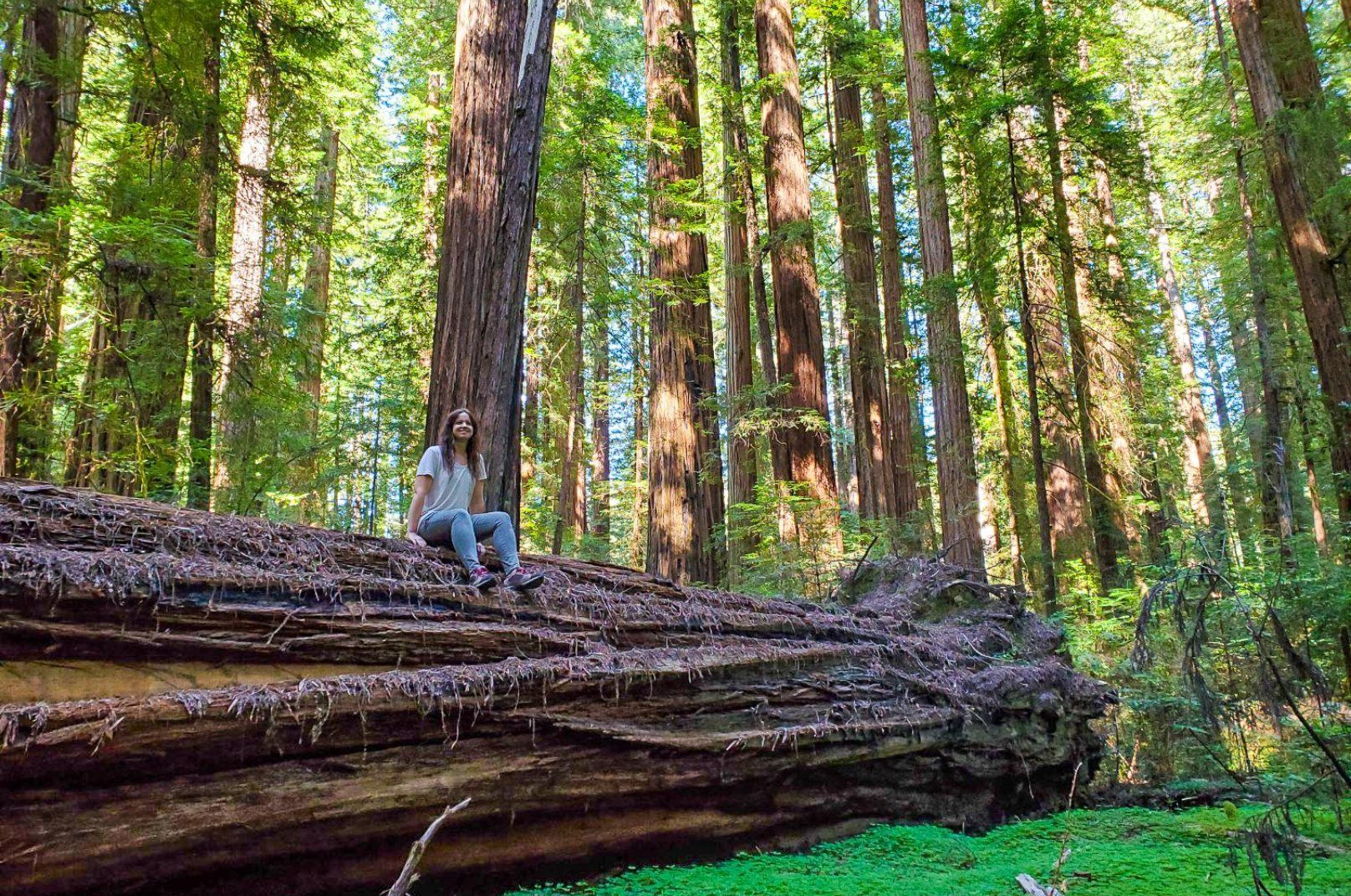 Redwood National Park itinerary