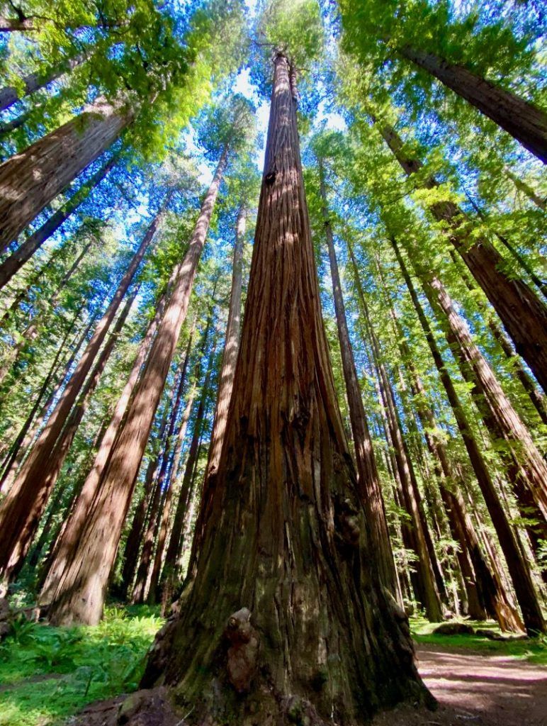 Redwood National Park itinerary