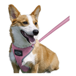Harness Leash Set - traveling with pets