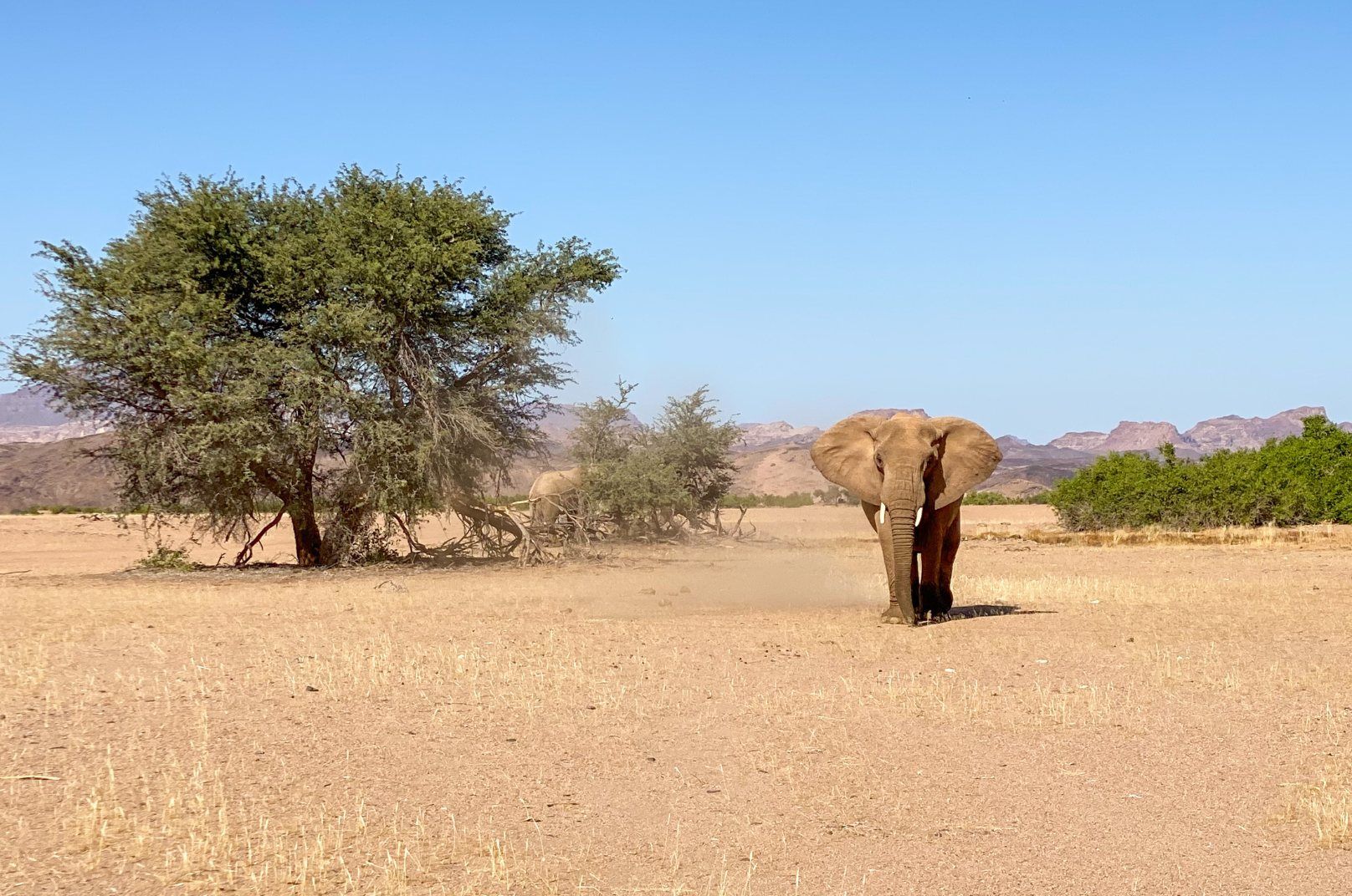 how to plan an ethical African safari