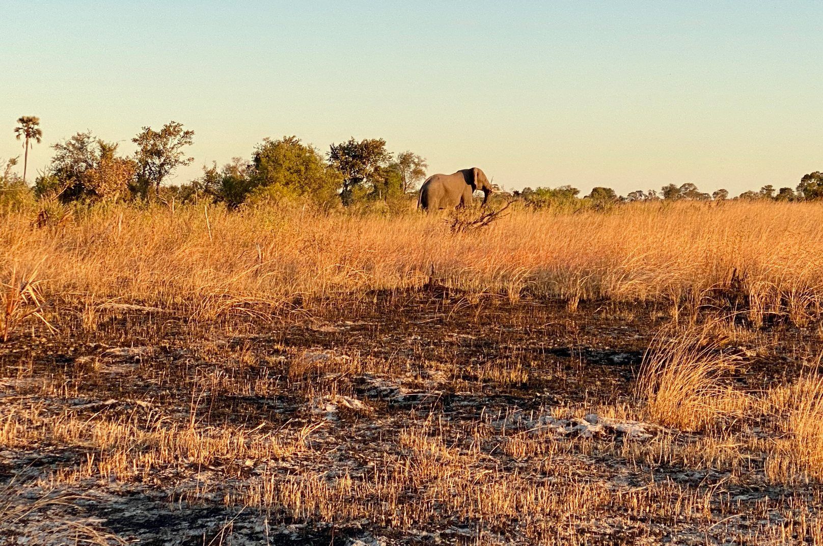 walking safari in Botswana