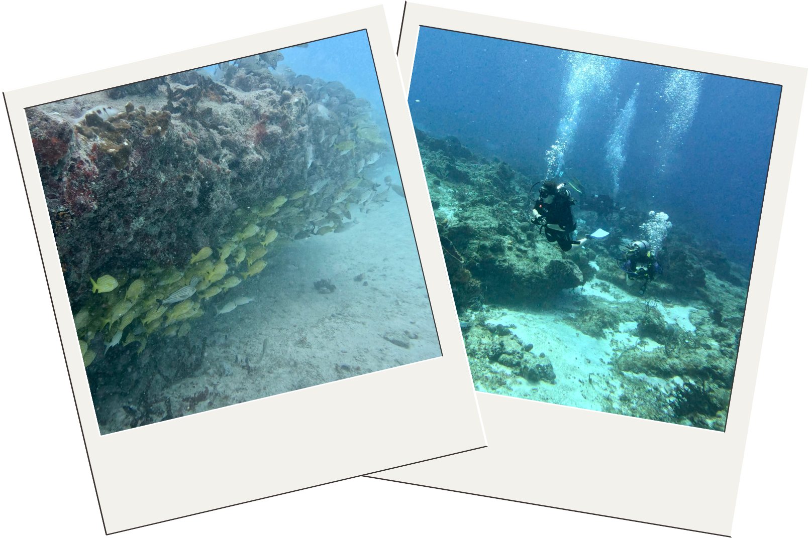 Playa del Carmen diving guide