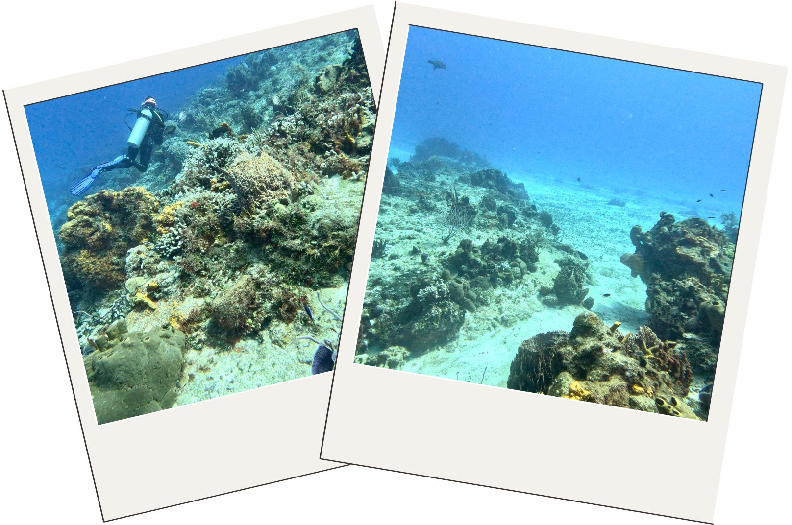 Playa del Carmen diving guide