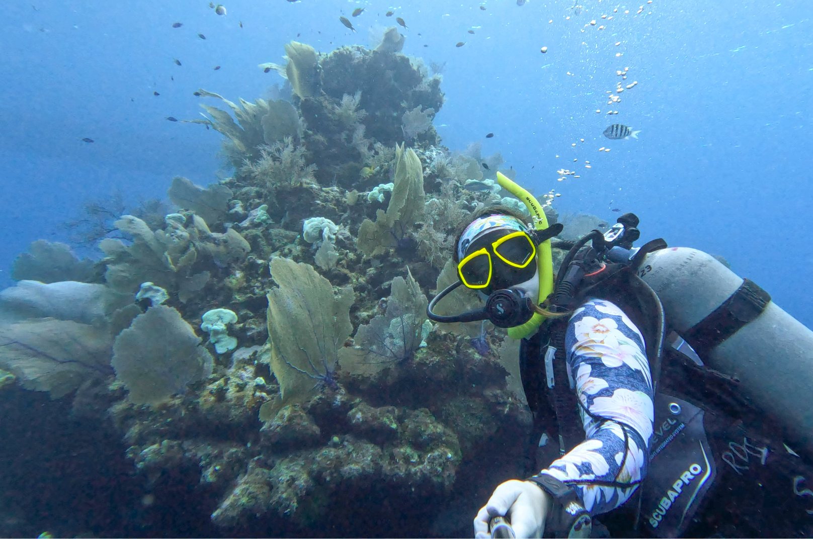 Playa del Carmen diving guide